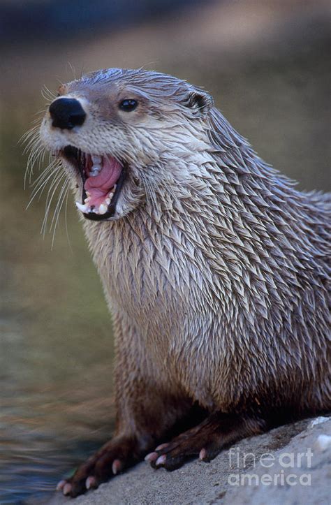 Northern River Otter Photograph by Art Wolfe - Fine Art America