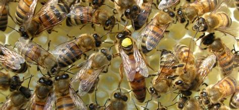 Les reines de l'abeille à miel : Évaluer le membre le plus important de ...