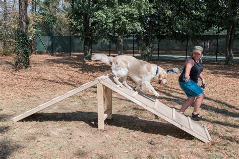 Dog agility obstacle course installed as a part of Eagle Scout project ...