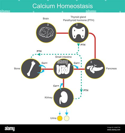 Calcium Homeostasis. Diagram for learning calcium levels in blood human. Vector illustration ...