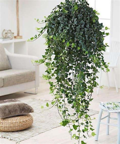 Hanging English Ivy | Plants for hanging baskets, Best indoor hanging plants, Plants