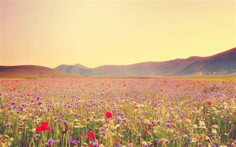 Wild Flowers Desktop Wallpapers - Top Free Wild Flowers Desktop Backgrounds - WallpaperAccess