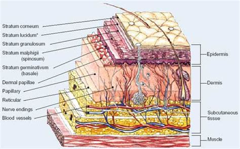 Structure and Function of the Skin