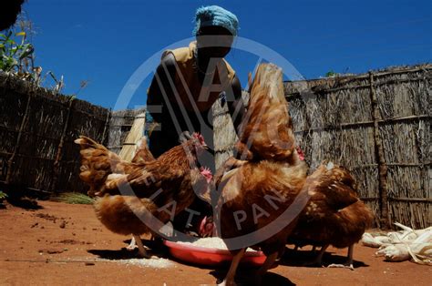 FAO Digital Media Hub - A woman in the Nanyumbu Village feeding ...