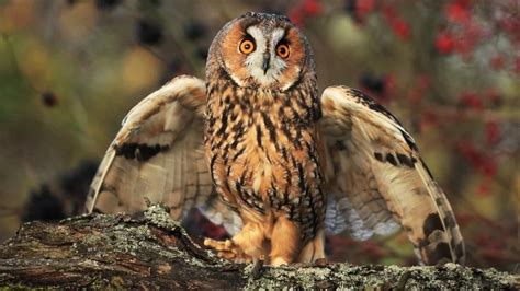 Owls In Michigan: 11 Species Identification, Facts, Pictures