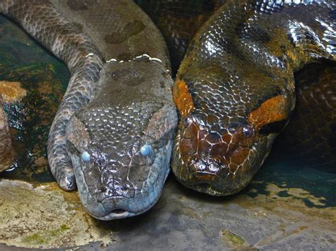 Green Anaconda – Clyde Peeling's Reptiland