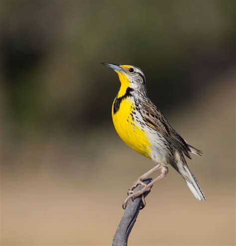 The Osprey or Western Meadowlark for State Bird? You Decide. — The ...