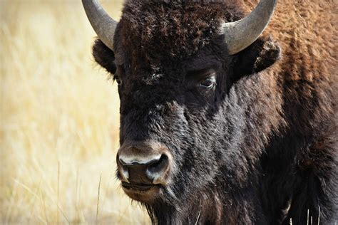 Free photo: Buffalo, Yellowstone, Wildlife - Free Image on Pixabay - 986467