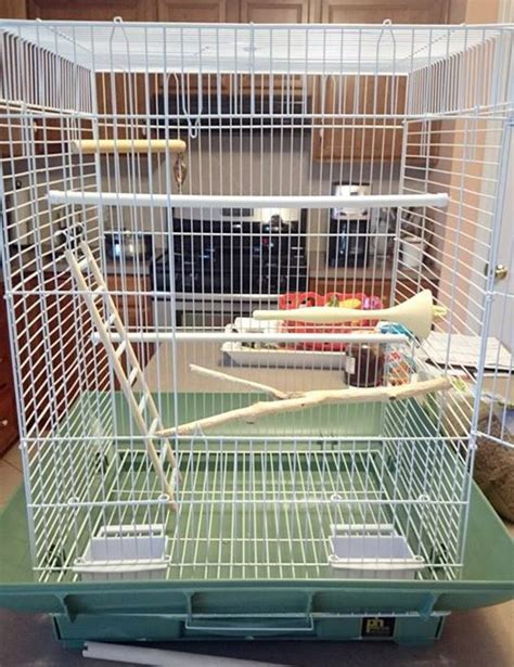 How To Make Moving Your Parakeet’s Cage A Success | Master Parrot