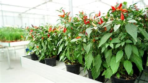 Growing Tabasco Peppers Indoors