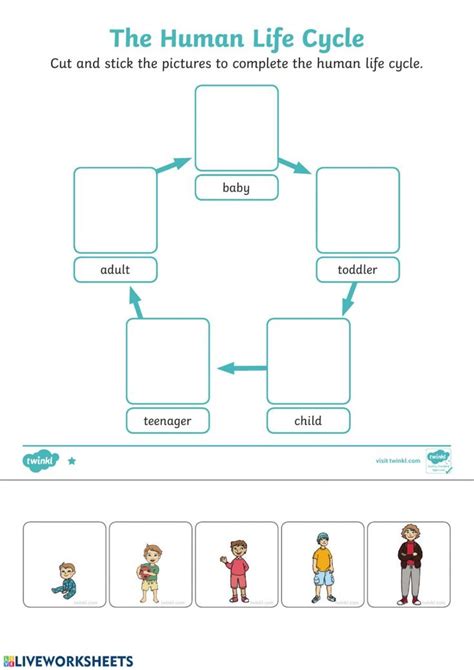 Human Life Cycle worksheet | Human life cycle, Life cycles preschool, Life cycles activities