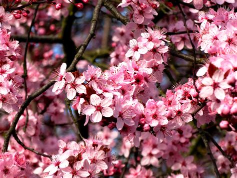 How To Grow An Almond Tree In Your Backyard - A Beginner's Guide