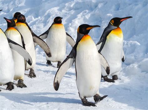 Penguin walk on snow stock image. Image of cute, bird - 63448263