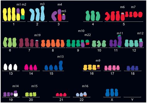 Karyotype of the HeLa cells assessed by multicolour fluorescence in ...