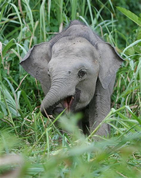 Pygmy Elephant 2 by kontiki1 on DeviantArt