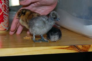 Size Comparison | Back: blue-laced red wyandotte chick. Midd… | Flickr