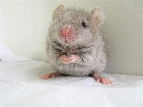 Funny Animals: Cute Mouse Photos