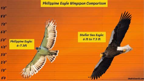 Philippine Eagle Size: How Big Are They Compared To Others?