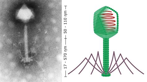 A Virus Shield That Protects Us From Our Own Bacteria | KQED