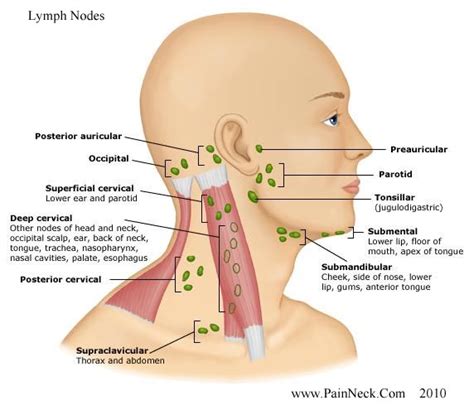 Swollen (lymph nodes?) Below Ears