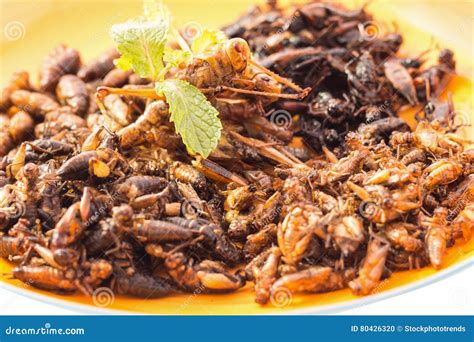 Food insect stock photo. Image of cricket, insect, hungry - 80426320