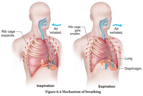 Mechanism of breathing