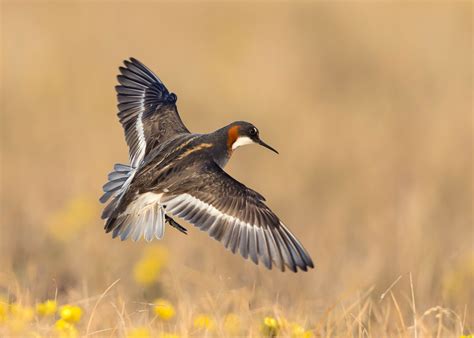 Red-necked Phalarope | Audubon Field Guide