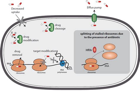 Mechanisms Of Antibiotic Resistance