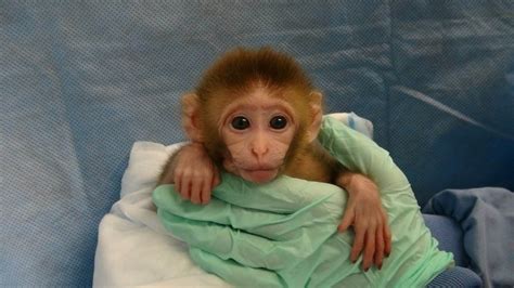 Petition · Don't Use my Taxpayer Dollars to Fund Lethal "Experiments" on Baby Monkeys! - United ...