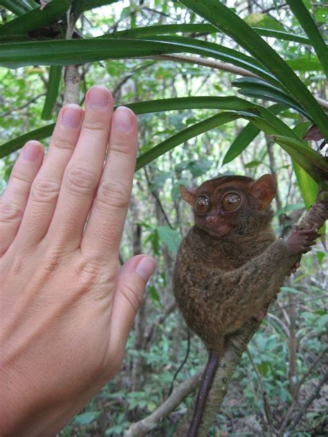 best Tarsier Monkey images on Pinterest