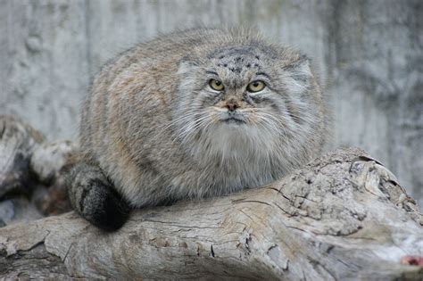 Soy un gato: Felis Manul, el antepasado del gato doméstico