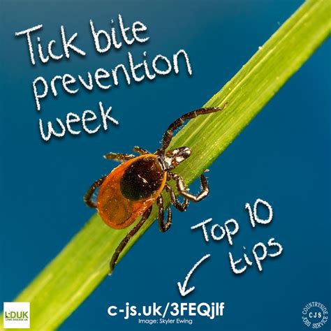 Top 10 Tips for Tick Bite Prevention