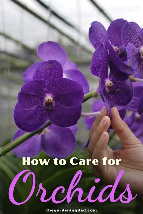 How to care for orchids 10 easy proven tips – Artofit