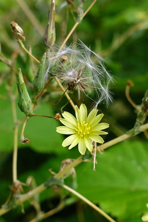 Lactuca serriola - Wildflowers of the National Capital Region