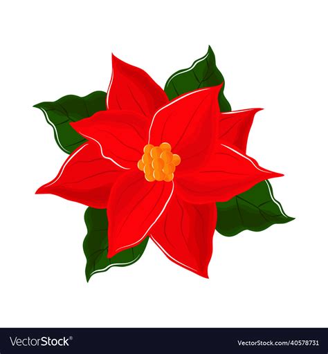 Flower poinsettia nature Royalty Free Vector Image