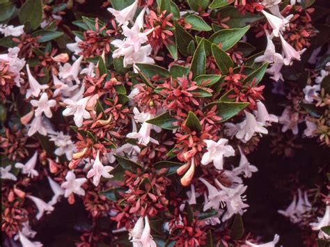 Glossy Abelia Plant: How To Grow Abelia Shrubs | Gardening Know How