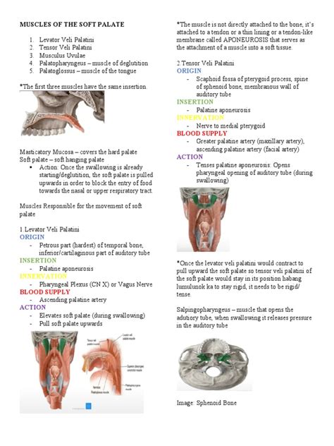 Muscles of The Soft Palate | PDF | Tongue | Morphology (Biology)