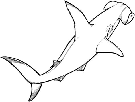 Hammerhead Shark coloring page | SuperColoring.com