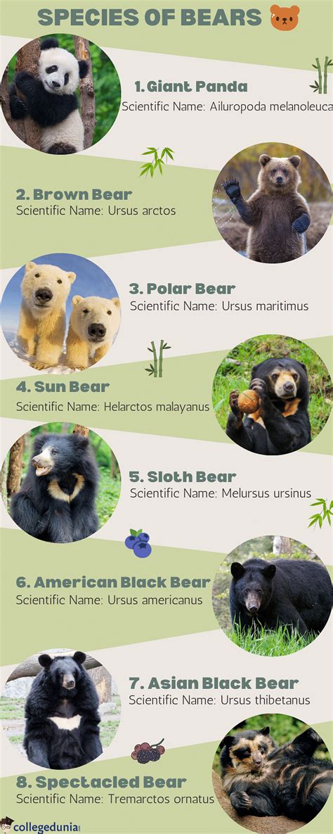 Scientific Name of Polar Bear: Classification, Species, & Habitat