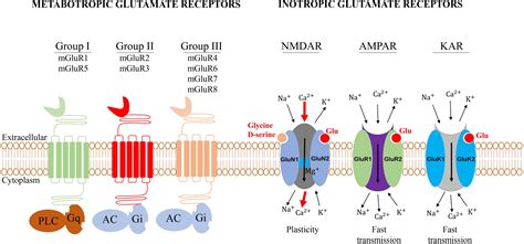 Frontiers | The role of glutamate receptors in the regulation of the ...