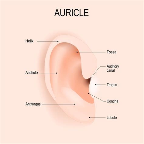 Outer Ear: Anatomy, Location, and Function