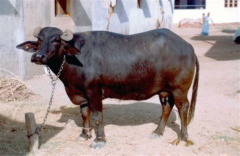 7 Important Breeds of Indian Buffaloes