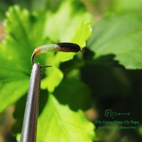 JFly Green Crane Fly Pupa - On The Vise | fly tying patterns | Pinter…