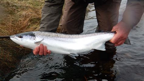 Atlantic Salmon Fishing, Scotland, March 2017 | Brad Burns Fishing