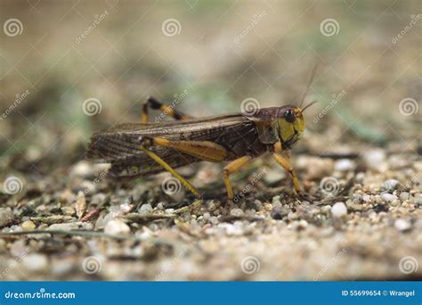 Migratory Locust (Locusta Migratoria). Stock Photo - Image of life ...