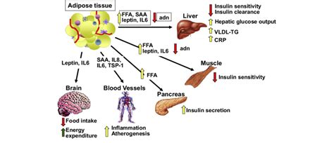 Adipose signals influence systemic metabolism and appetite.... | Download Scientific Diagram