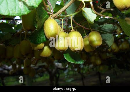 Kiwi Fruit growing in New Zealand Stock Photo - Alamy