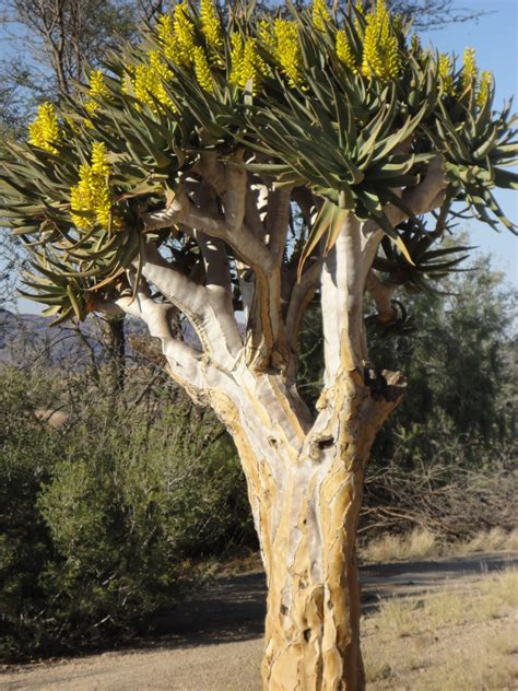 The Spectacular Quiver Tree