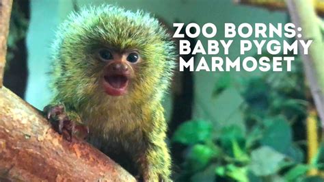 Pygmy Marmoset Baby! - YouTube