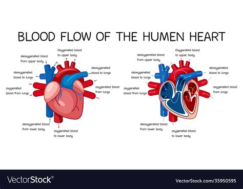 Blood flow human heart diagram Royalty Free Vector Image